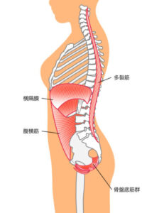 骨盤を支える深層インナーマッスル（腹横筋・骨盤底筋群）の解剖学的構造図